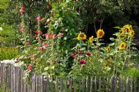 Annuals and vegetables with rustic chestnut fence in a typical German rural garden. Planting includes Helianthus and Malva sylvestris