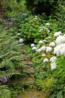 Mossy granite steps lined with Dryopteris and Hydrangea arborescens