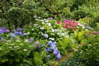 Hedera - Ivy, Dryopteris, Hydrangea macrophylla and Malus in border