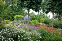 Perennial border with trees. Agastache 'Blue Fortune', Bistorta amplexicaulis 'Alba', Bistorta amplexicaulis 'Speciosum', Echinops banaticus 'Blue Globe', Euphorbia, Fraxinus ornus 'Meczek', Kalimeris incisa 'Madiva',  Lavandula angustifolia 'Munstead Nana', Perovskia atriplicifolia 'Longin Ziegler' and Spiraea betulifolia 'Tor'