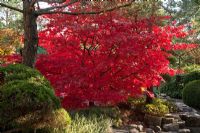 Autumn colours in a Japanese garden - Acer palmatum 'Osakazuki',  Azalea japonica, Erica, Pinus sylvestris and Taxus baccata