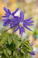 Clematis macropetala 'Lagoon'