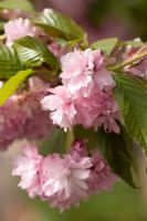 Prunus 'Kiku-shidare zakura'  - Cheal's Weeping Cherry
