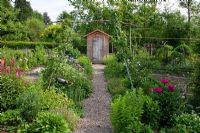 A mulched pathway edged with perennials leads to a wooden garden shed in a traditional rural garden. Containing - Corydalis ochroleuca, Lupinus, Paeonia , Tanacetum parthenium and Thalictrum aquilegifolium 'Album'