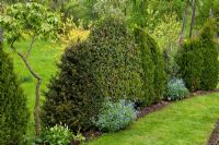 Evergreens underplanted with forget-me-nots are clipped in order to form a hedge. Chamaecyparis, Corydalis ochroleuca, Myosotis, Parrotia persica, Prunus laurocerasus, Taxus 