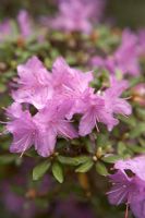 Rhododendron 'Johnson's Impeditum'