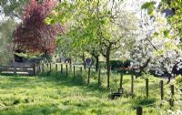 Meadow with blossoming trees at Bed and breakfast in Velp, Brabant, Holland