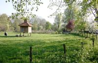 Meadow with grazing cattle and hen coupe at Bed and breakfast in Velp, Brabant, Holland
 