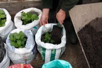 Growing potatoes in poly sacks topping up the sack with soil and compost mix