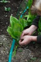 Winter sown cos type lettuce tie the outer leaves to help hearting up