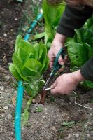 Winter sown cos type lettuce tie the outer leaves to aid hearting up