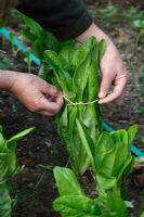 Overwintered cos type lettuce adjust string to aid hearting up