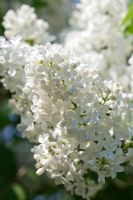 Syringa vulgaris 'Vestale' flowering in spring