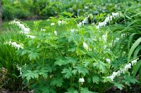 Lamprocapnos spectabilis 'Alba'