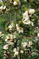 Michelia yunnanensis syn.Magnolia laevifolia