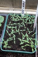 Red cherry tomato seedlings growing in heated propogator