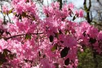 Rhododendron davidsonianum 'Best Pink' 