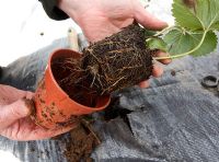 Planting strawberries through membrane step 3 - remove plant from pot