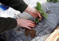 Planting strawberries through membrane step 4 - place plant in hole and firm down soil