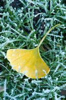 Ginkgo leaf on frosty grass in autumn