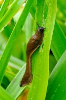 Slug eating leaves of Crinum x powellii