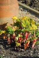Forced Rhubarb with forcing pot recently removed - Wyken Hall, Suffolk