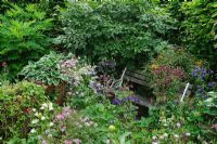 Garden bench with self seeded Aquilegias