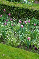 Tulipa 'Ballade' - Lily flowered tulip with myosotis