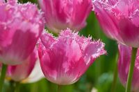 Tulipa 'Fancy Frills'