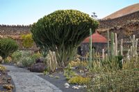 Euphorbia candelabrum in flower - El Jardin de Cactus, Lanzarote, Canary Islands