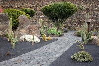 Euphorbia candelabrum - El Jardin de Cactus, Lanzarote, Canary Islands