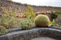 Echinocactus grusonii planted on a terrace wall, with Selenicereus growing up around it -  El Jardin de Cactus, Lanzarote, Canary Islands