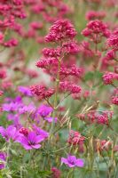 Dark pink flowers of Centranthus ruber with lighter pink flowers of Geranium 'Patricia'