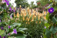 Summer planting with Kniphofia 'Tawny King' in the centre and purple flowers of Ipomoea purpurea 'Purple Haze'