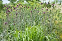 Mass planting of purple flowers of Cirsium tuberosum growing in a border with flowers of Foeniculum vulgare 'Giant Bronze' and Persicaia polymorpha in the background