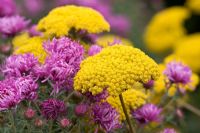 Large yellow flowers of Achillea 'Moonshine' with purple flowers of Aster novae angliae 'Sayer's Croft'