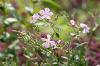 Pale pink flowers of Saponaria x lempergii 'Max Frei'