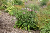 Echinacea purpurea Dark Stem - The Plant Specialist Nursery, Buckinghamshire