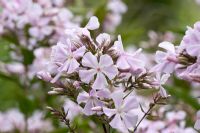 Phlox paniculata 'Utopia' flowering in July