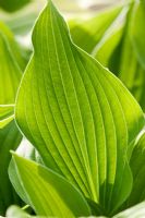 Bright green leaf of Hosta 'Nicola'