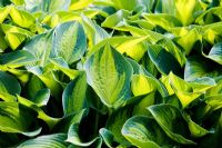 Variegated foliage of Hosta 'June' - Tardiana Group