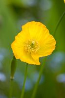 Yellow flower of Eschscholzia - Californian Poppy