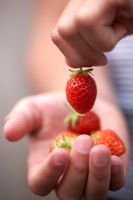 Hands holding strawberry