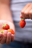 Hands holding strawberry