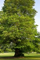 Ulmus procera - Common English Elm  