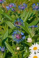 Bombus - Common Carder Bumble bee on Centaurea cyanus  - Cornflower flower