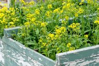 Brassica nigra - bright yellow mustard flowers in a painted distressed pale blue wooden box