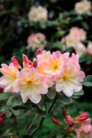 Rhododendron 'Naomi'
