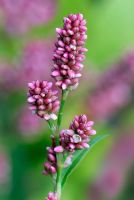 Polygonum Persicaria maculosa - Redshank