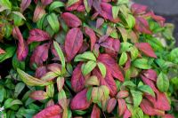 Nandina Domestica 'Firepower'